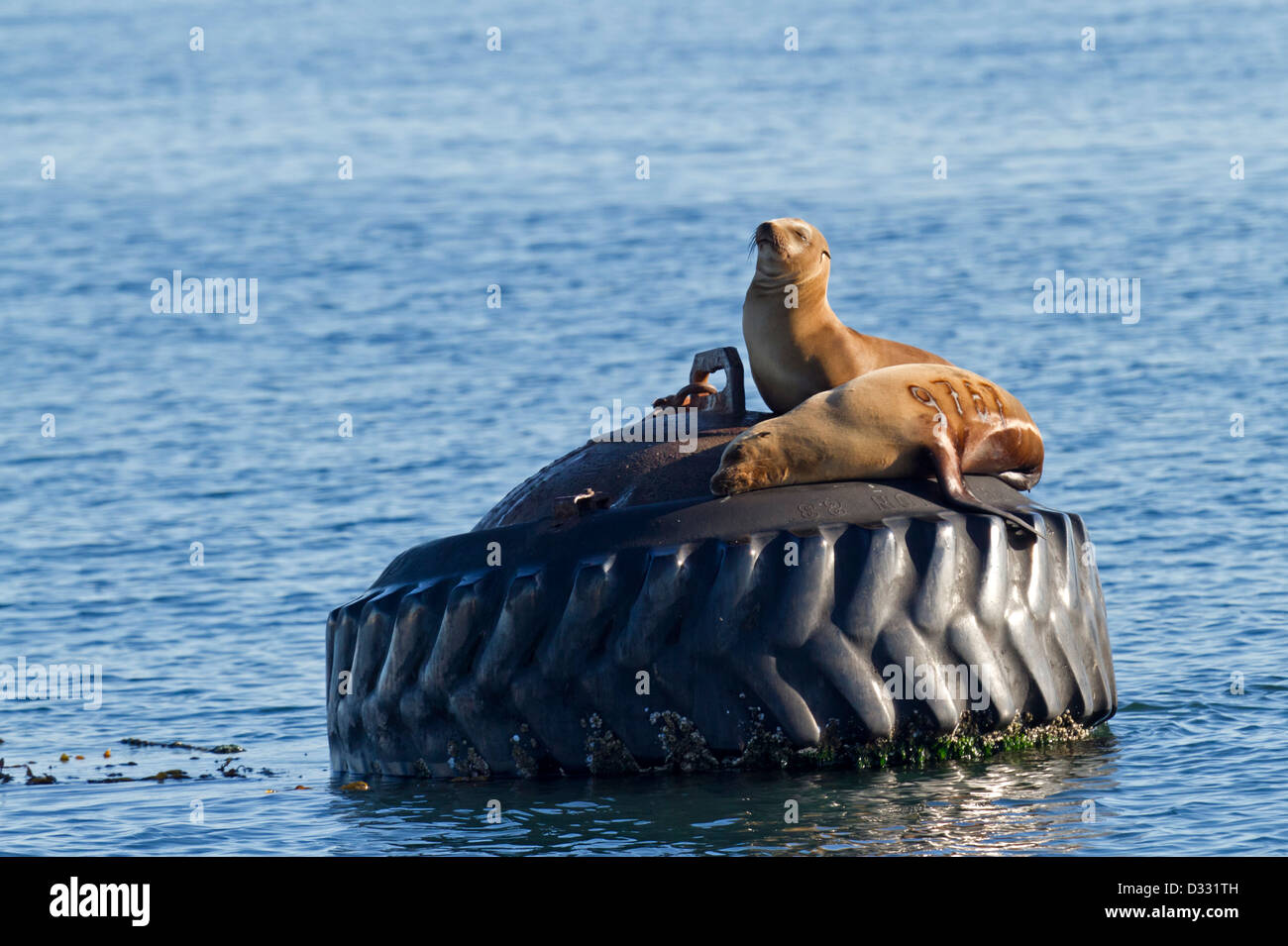 California sea lions, California / Zalophus californianus Stock Photo
