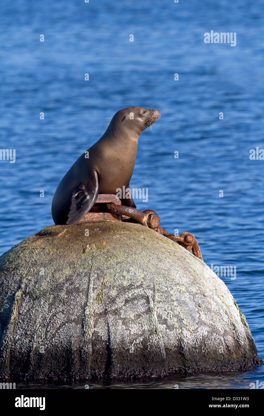 California sea lions, California / Zalophus californianus Stock Photo