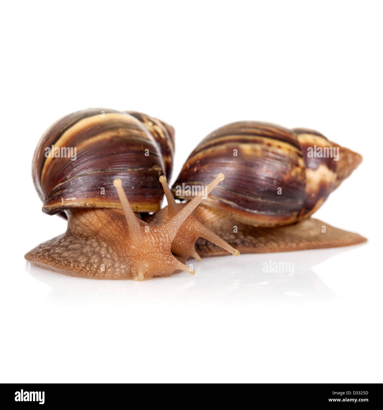Two snails isolated on white, closeup photo Stock Photo