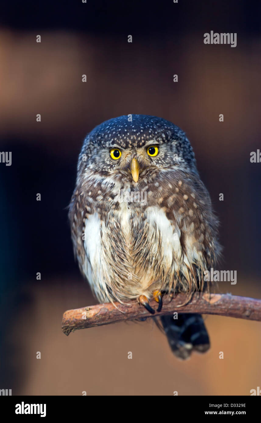 Chat Huant High Resolution Stock Photography And Images Alamy