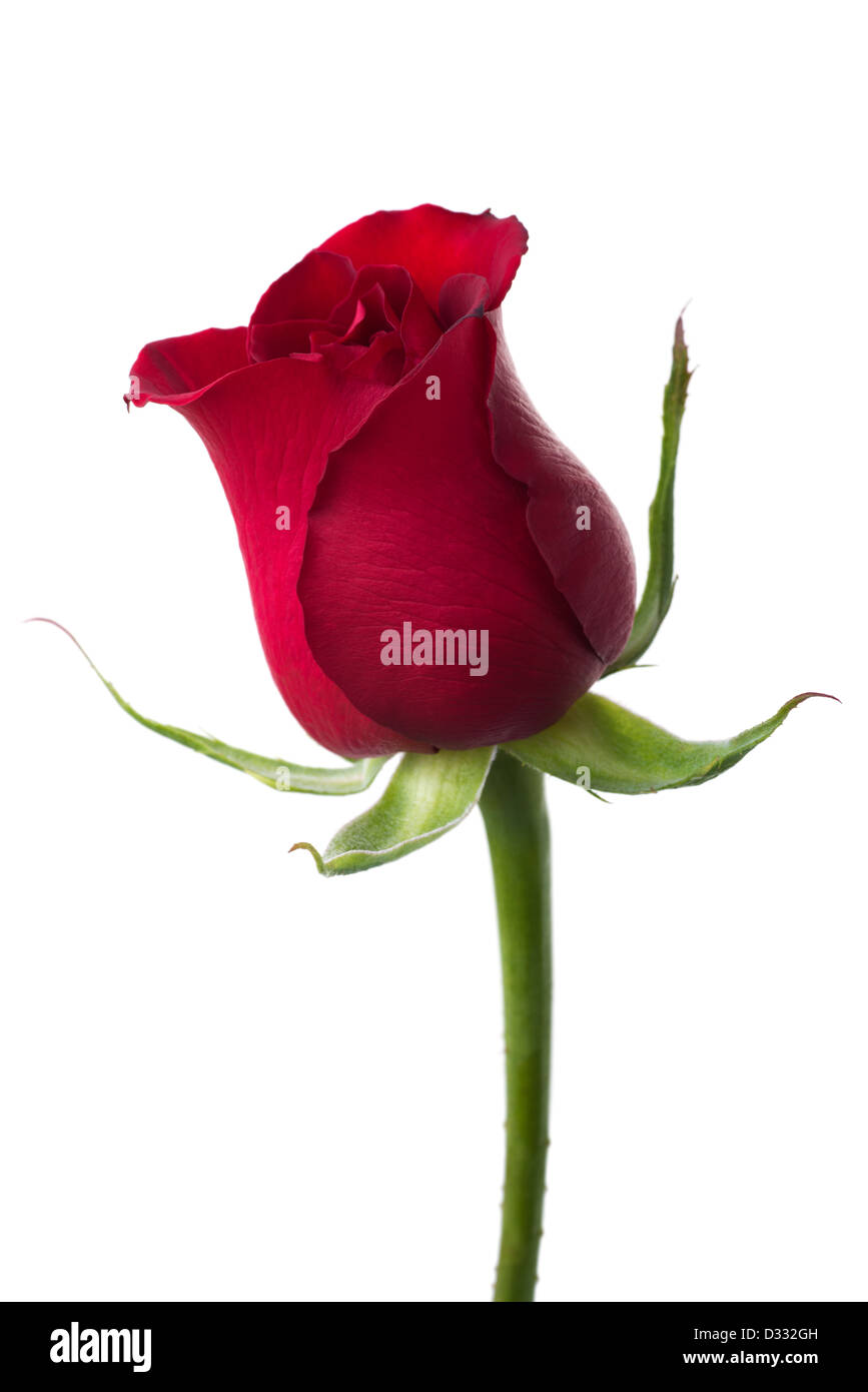 Flowers: single red rose, isolated on white background Stock Photo