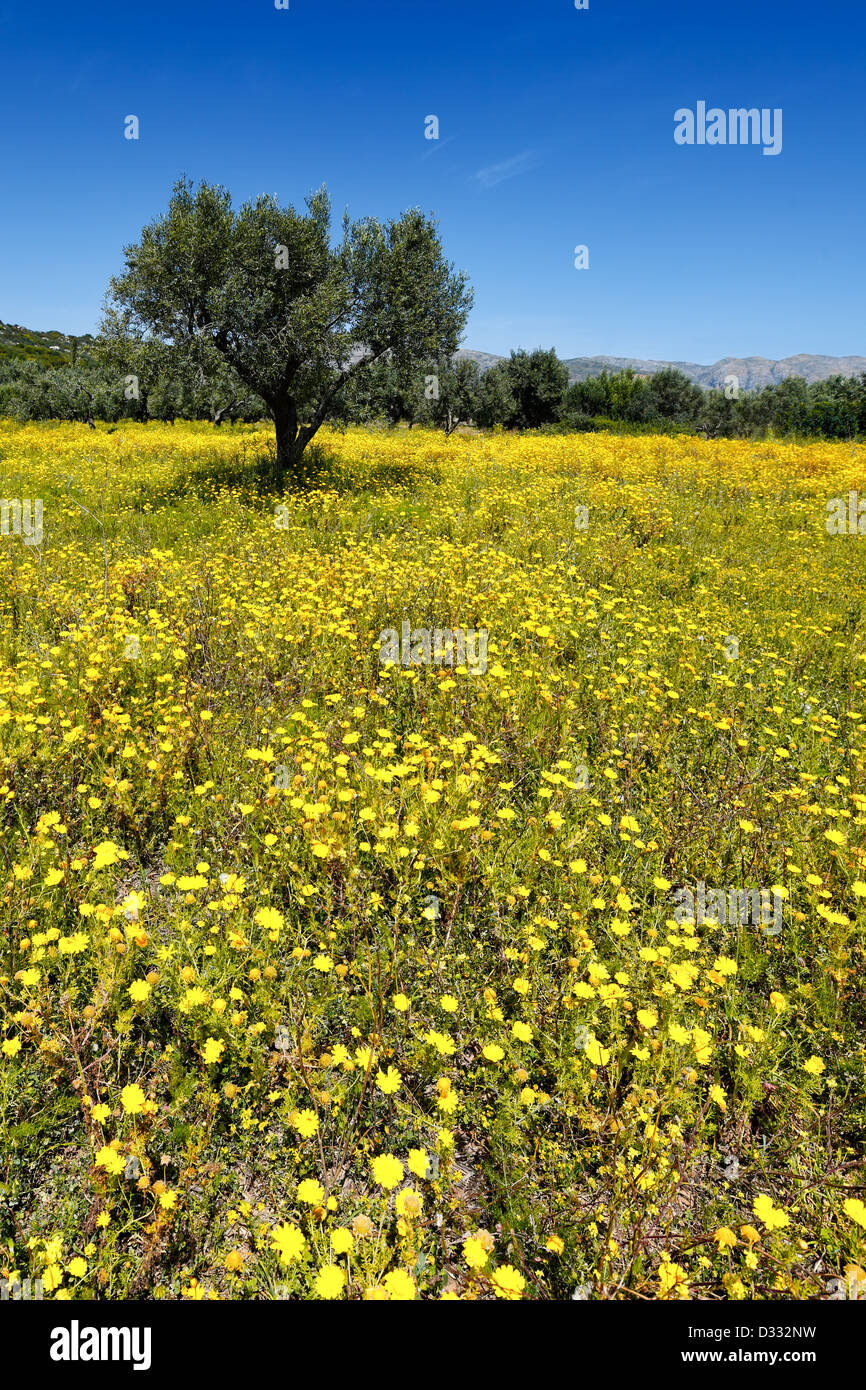 A field with daisies in Viglafia at the Southern Peloponnese, Greece Stock Photo