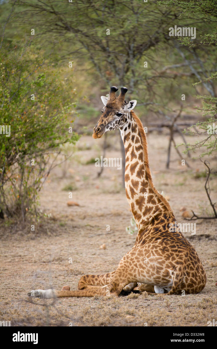 Maasai giraffe (Giraffa camelopardalis tippelskirchi), Maasai Mara National Reserve, Kenya Stock Photo