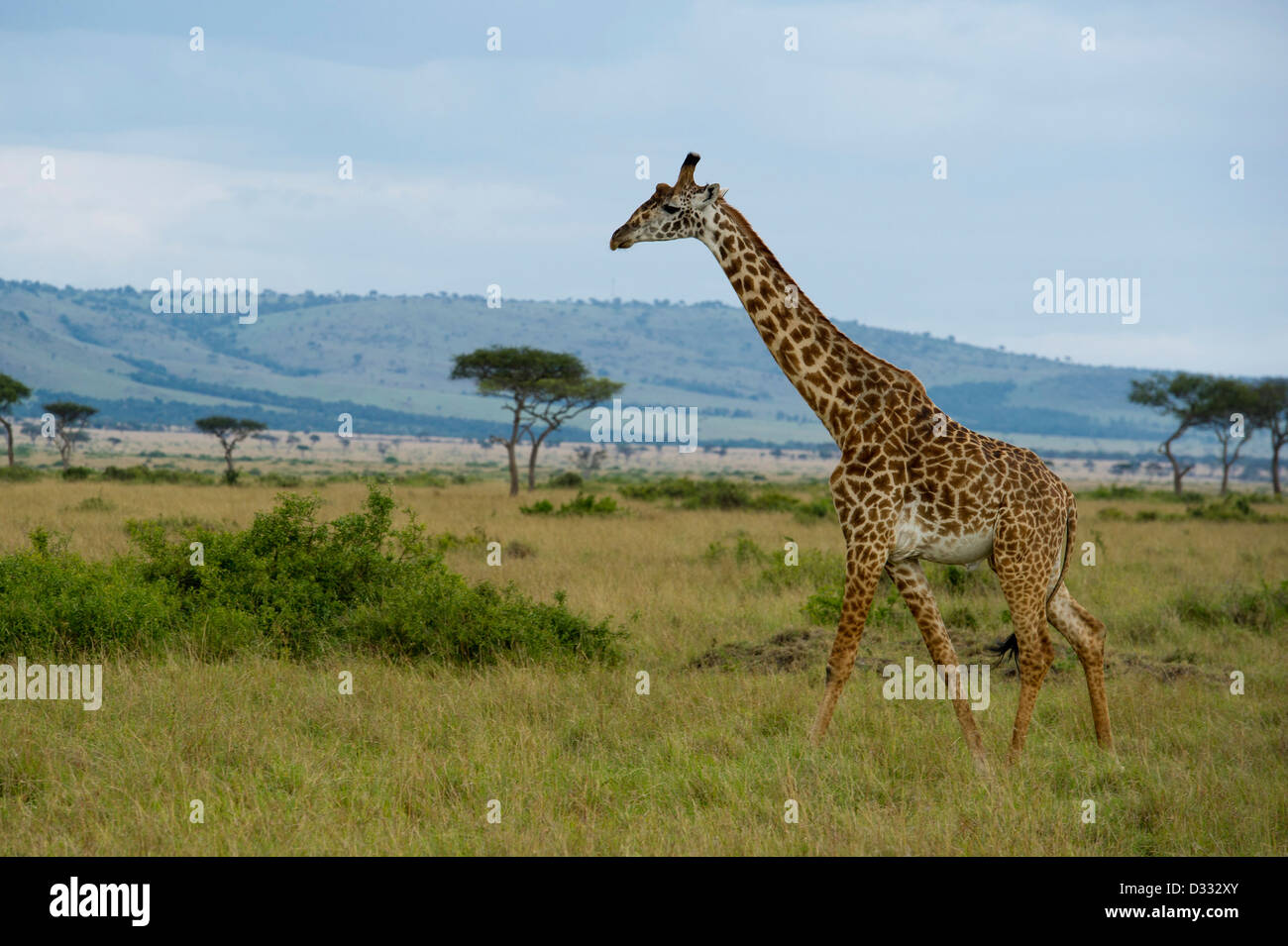 Maasai giraffe (Giraffa camelopardalis tippelskirchi) in front of the Oloololo escarpment, Maasai Mara National Reserve, Kenya Stock Photo
