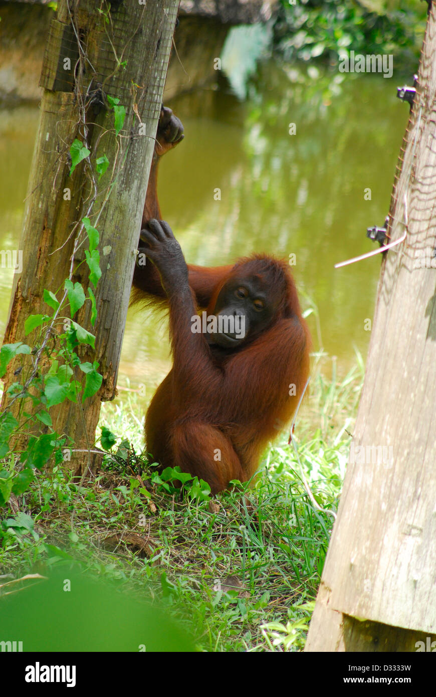 orangutang holding onto a tree Stock Photo