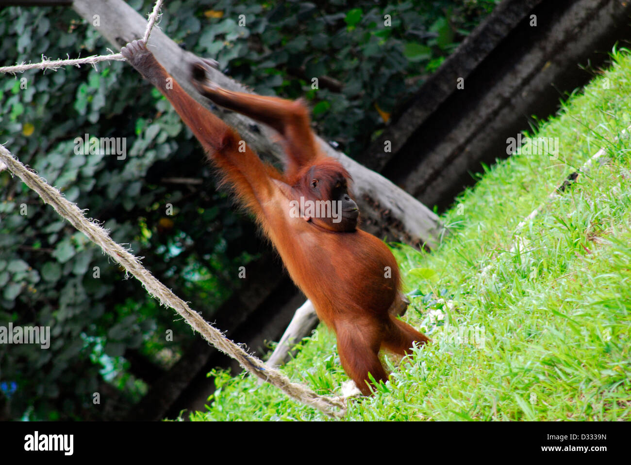 orangutang swinging from a rope Stock Photo