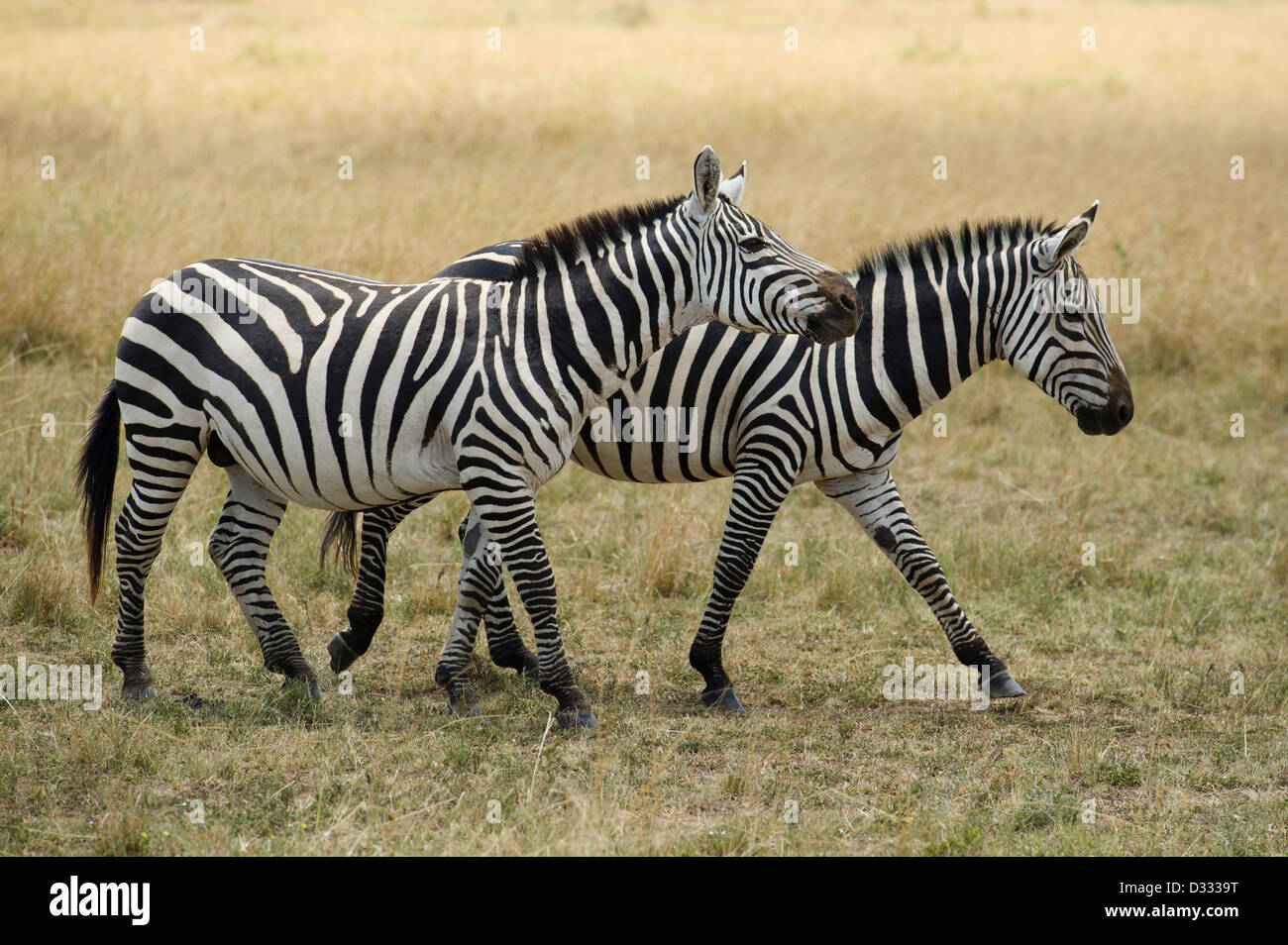 Burchell's zebra (Equus burchellii), Maasai Mara National Reserve