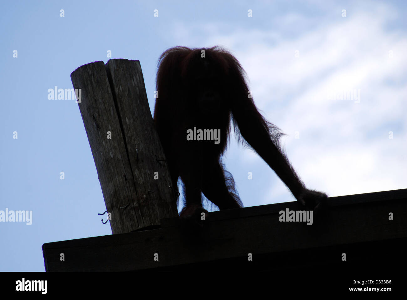 silhouette of an orangutang Stock Photo