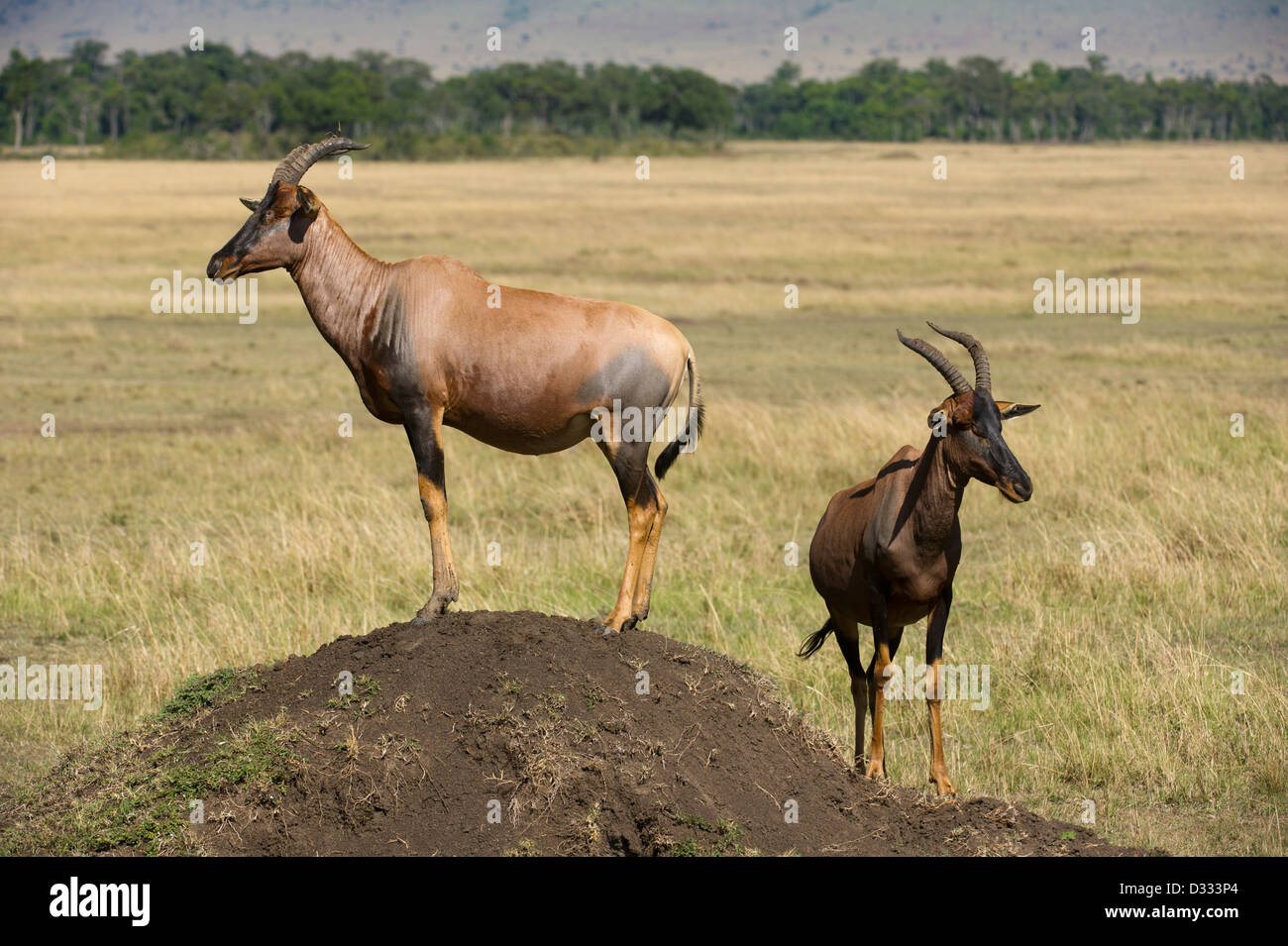 Antelope Standing On Termite Mound Hi Res Stock Photography And Images Alamy