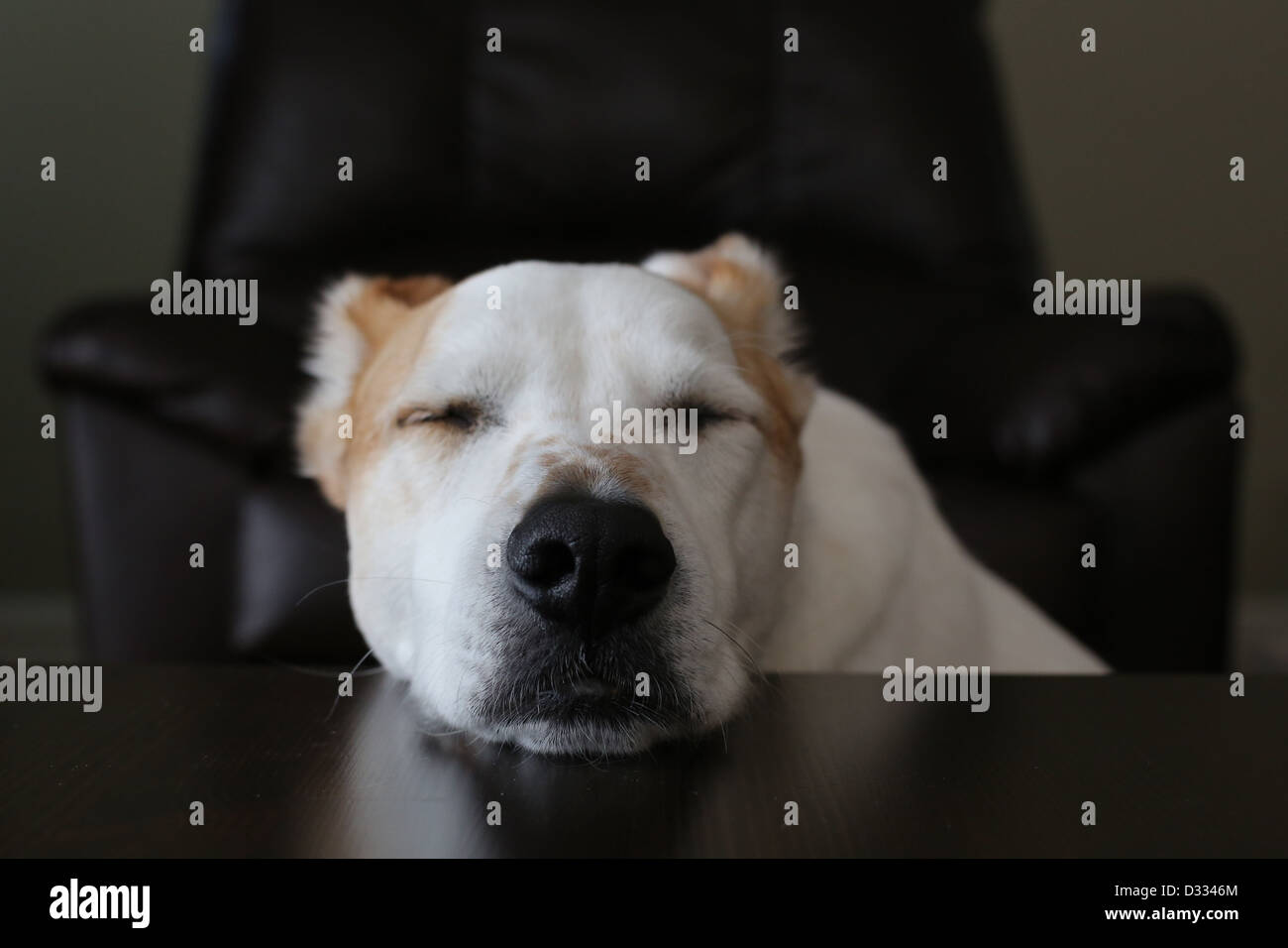 A funny picture of a dog sleeping with his head resting on a table. Stock Photo