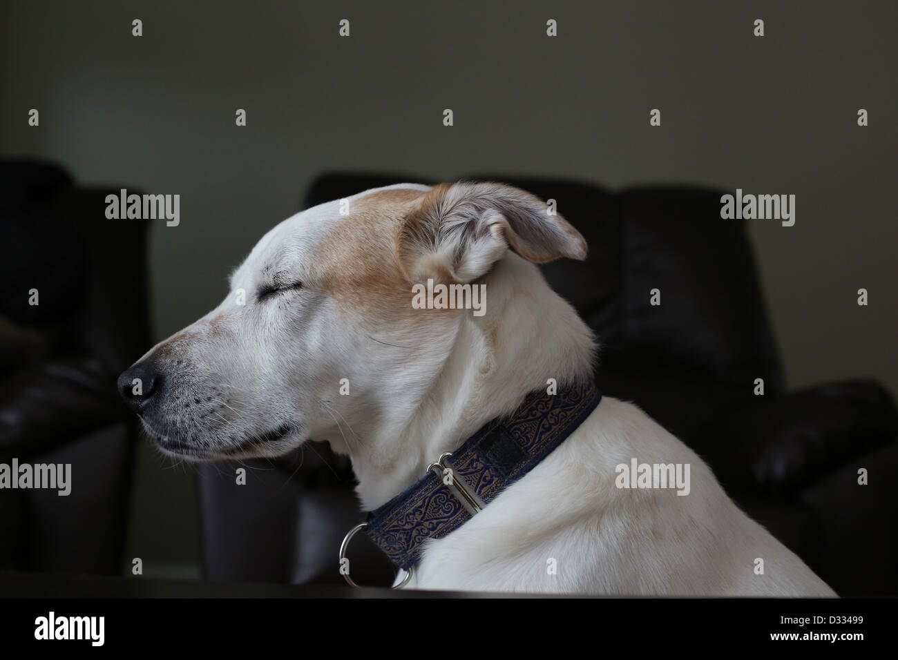 Why Does My Dog Sleep Sitting Up