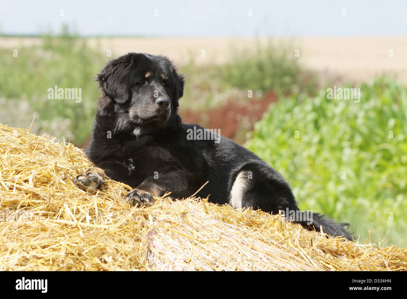 Dog Tibetan Mastiff / dokhyi / Tibetdogge adult lying in the straw