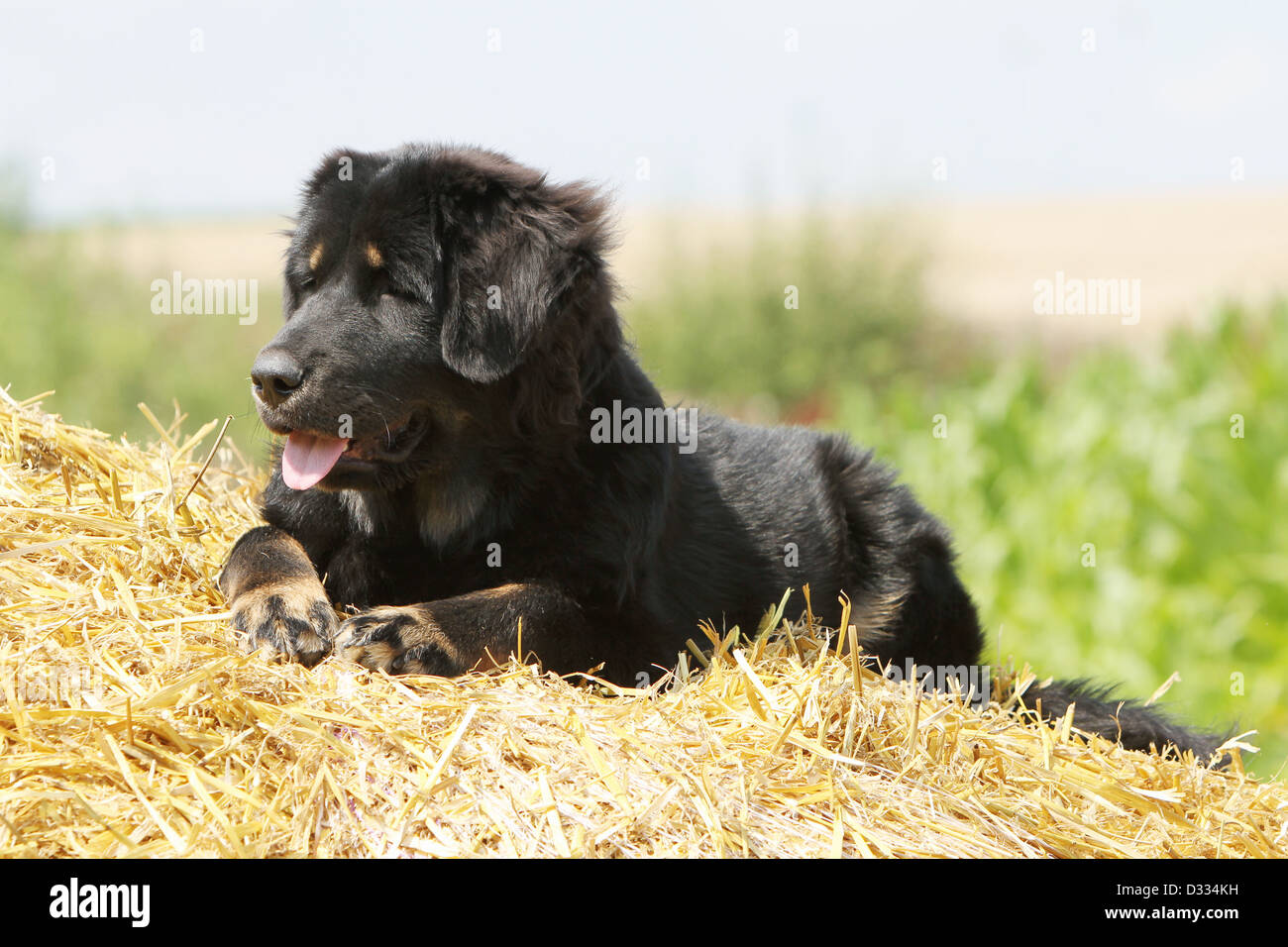 Dog Tibetan Mastiff / dokhyi / Tibetdogge adult lying in the straw