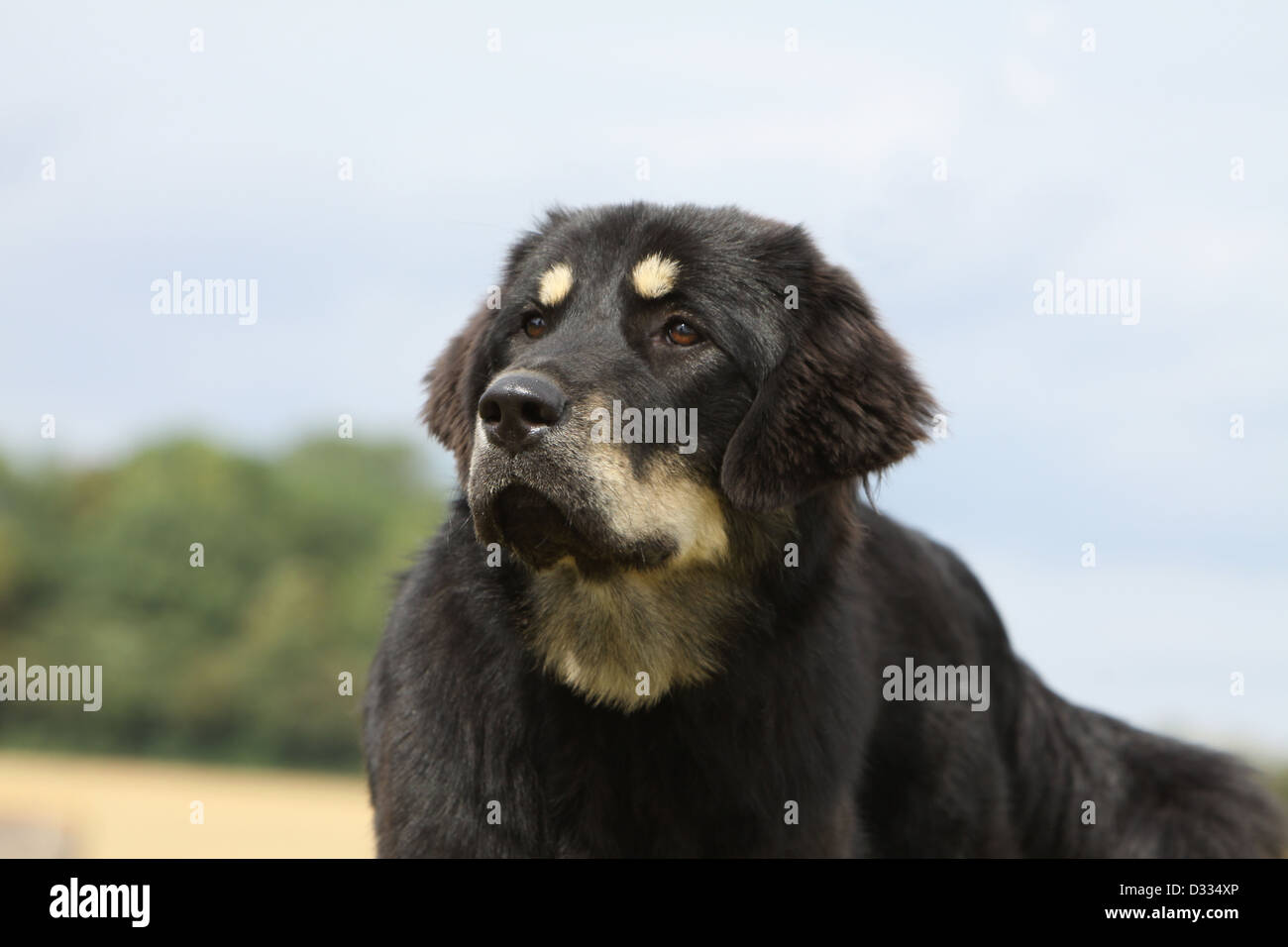 Dog Tibetan Mastiff / do-khyi / Tibetdogge adult portrait Stock Photo