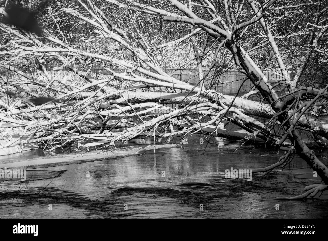 Grayscale photograph of a snow covered tree that has fallen into a large creek shot in winter. Stock Photo