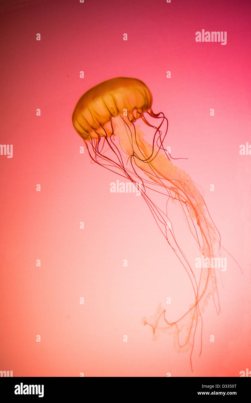 Photograph of a live Pacific Northwest Sea Nettle Jellyfish backlit on a red/orange background. Stock Photo