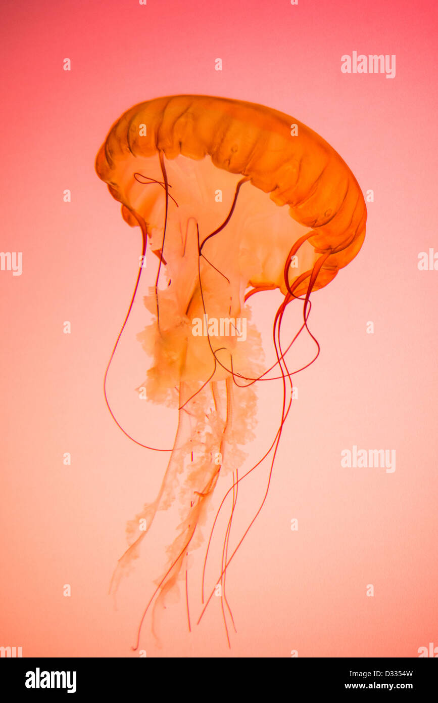 Photograph of a live Pacific Northwest Sea Nettle Jellyfish on a red/orange background. Stock Photo