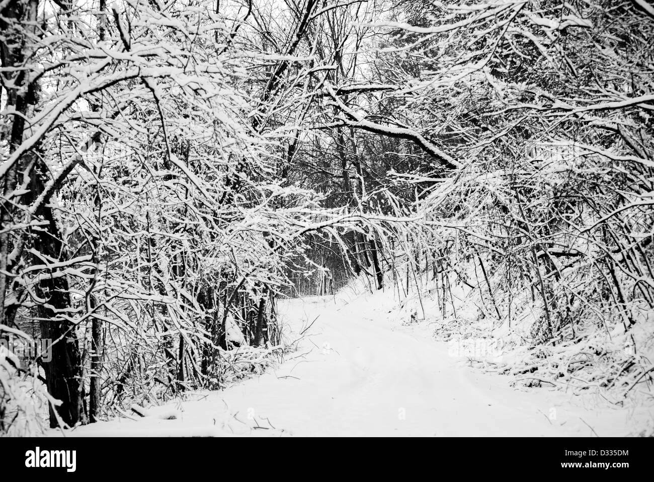 Black and white photo of a hiking trail through the forest woods in ...
