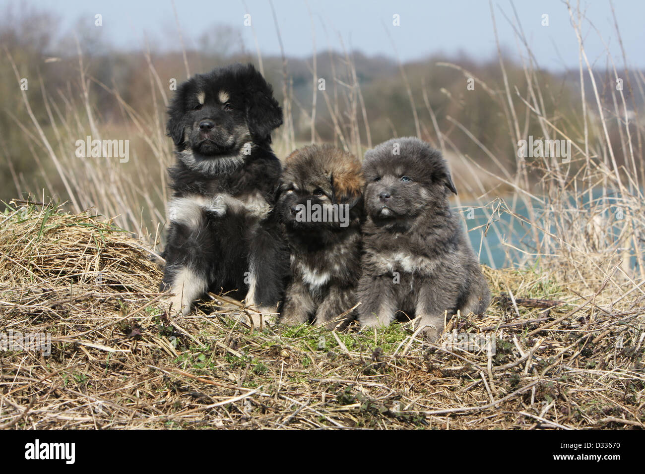 Dog Tibetan Mastiff / do-khyi / Tibetdogge three puppies different colors sitting in a meadow Stock Photo