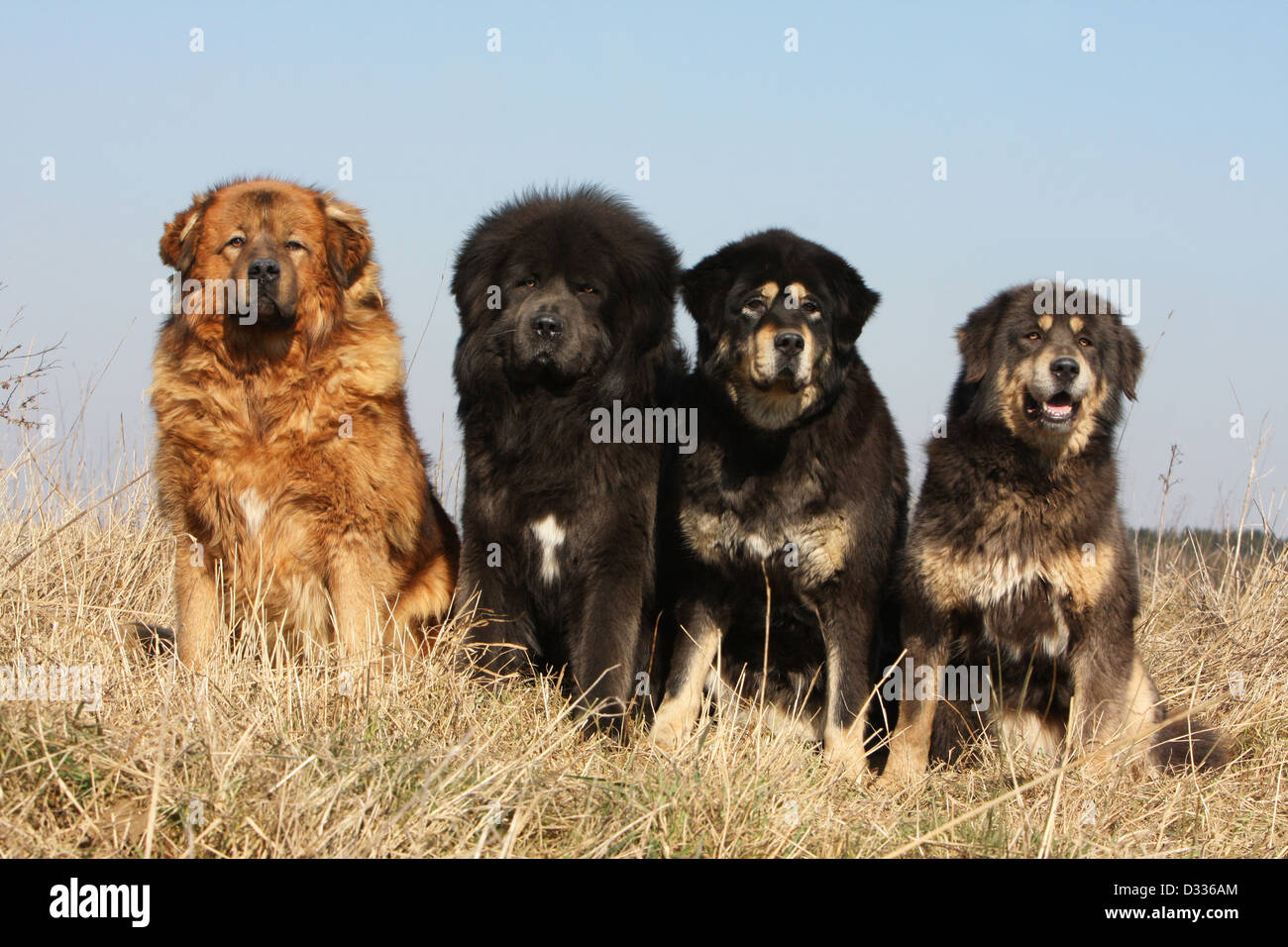 Dog Tibetan Mastiff / dokhyi / Tibetdogge four adults different colors
