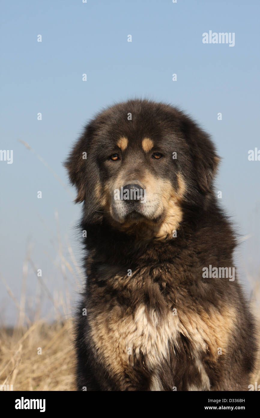 Dog Tibetan Mastiff / do-khyi / Tibetdogge adult portrait Stock Photo