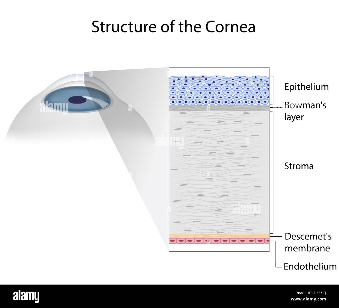 Structure of human cornea Stock Photo