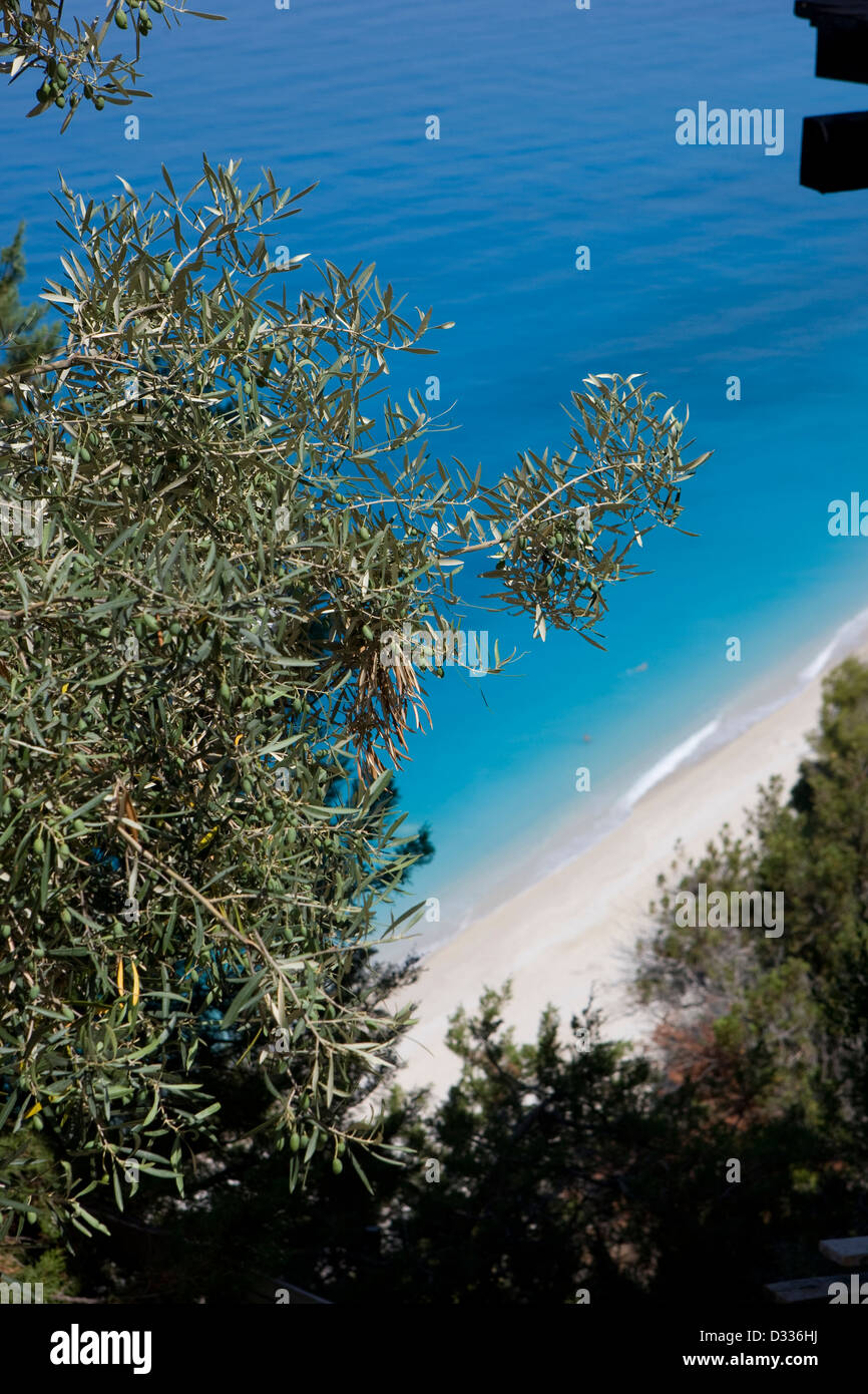 An olive tree with the amazing beach of Egremni in the background. Egremni; Lefkada, Ionian islands. Greece. Stock Photo