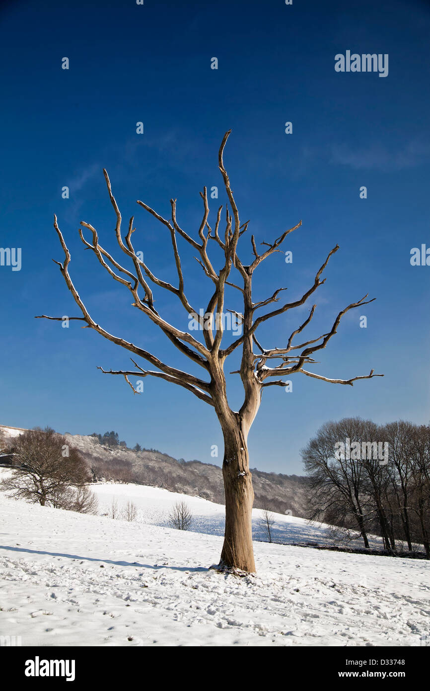 Dead white tree skeleton in a field of snow at winter. Stock Photo