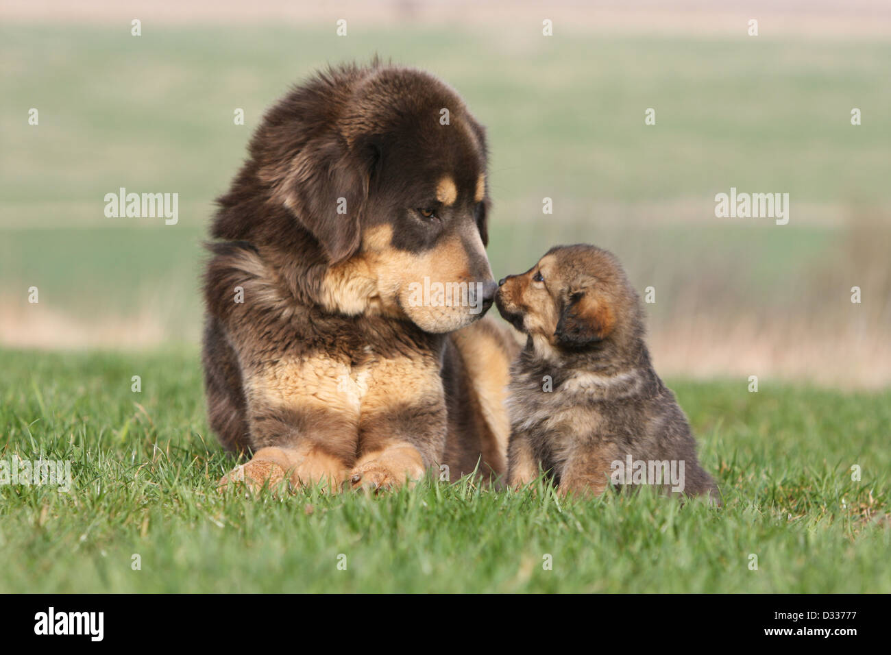 Are Tibetan Mastiffs Cuddly