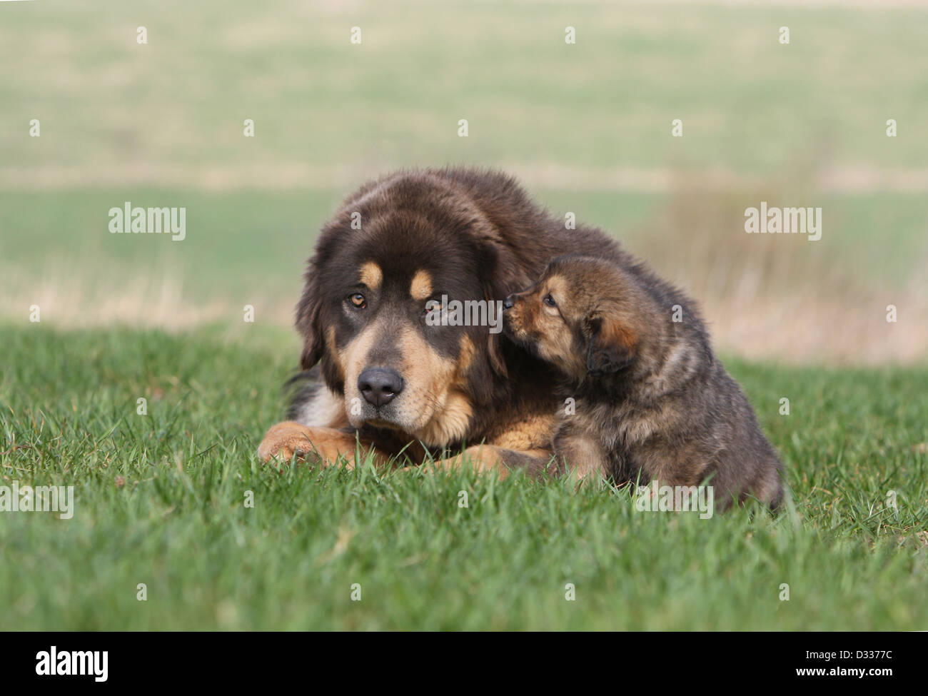 Dog Tibetan Mastiff / dokhyi / Tibetdogge adult and puppy in a meadow Stock Photo Alamy