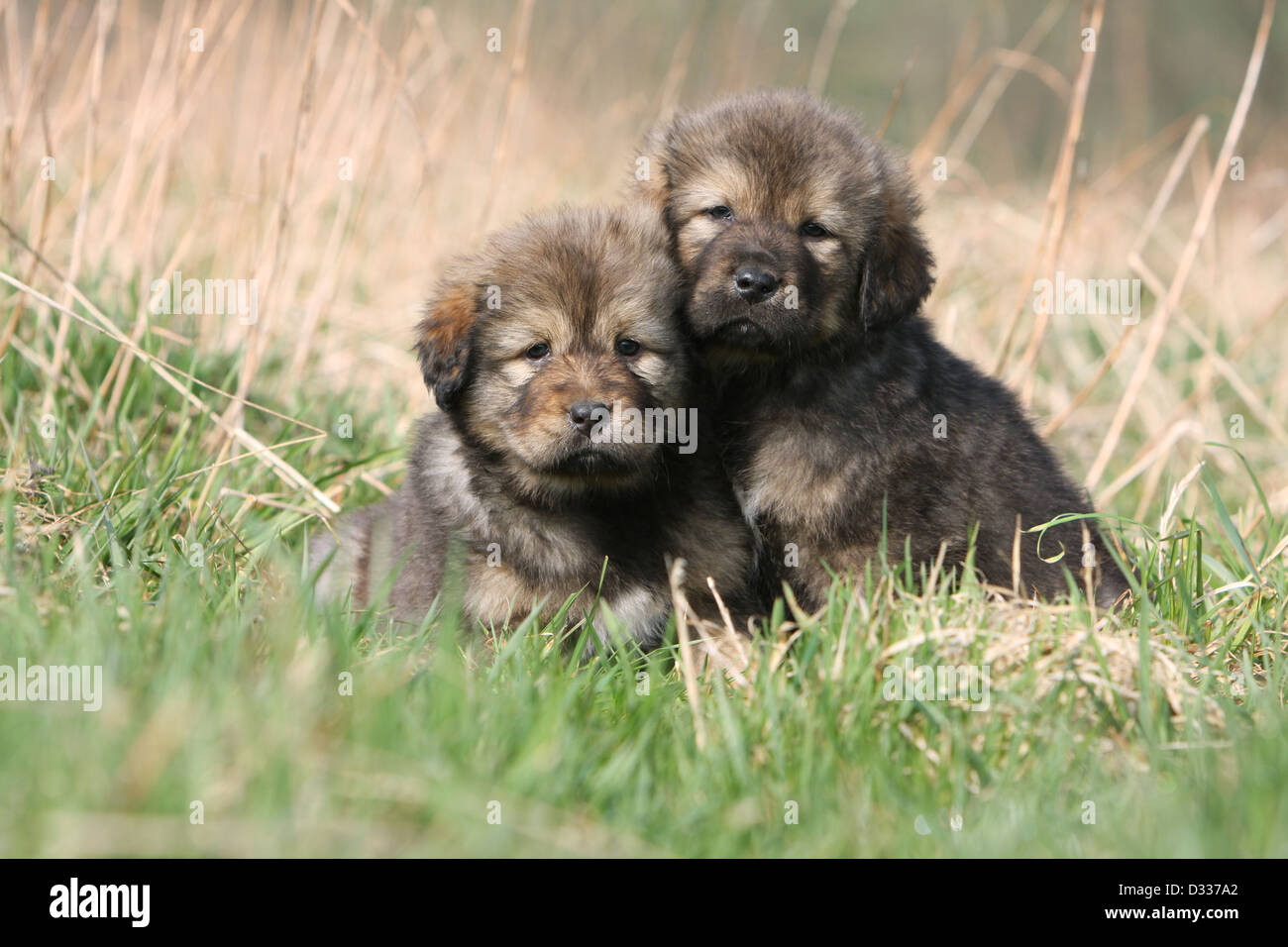 Dog Tibetan Mastiff / dokhyi / Tibetdogge two puppies in a meadow