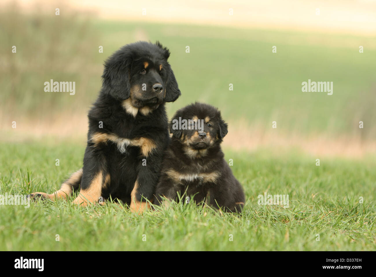 Are Tibetan Mastiffs Cuddly