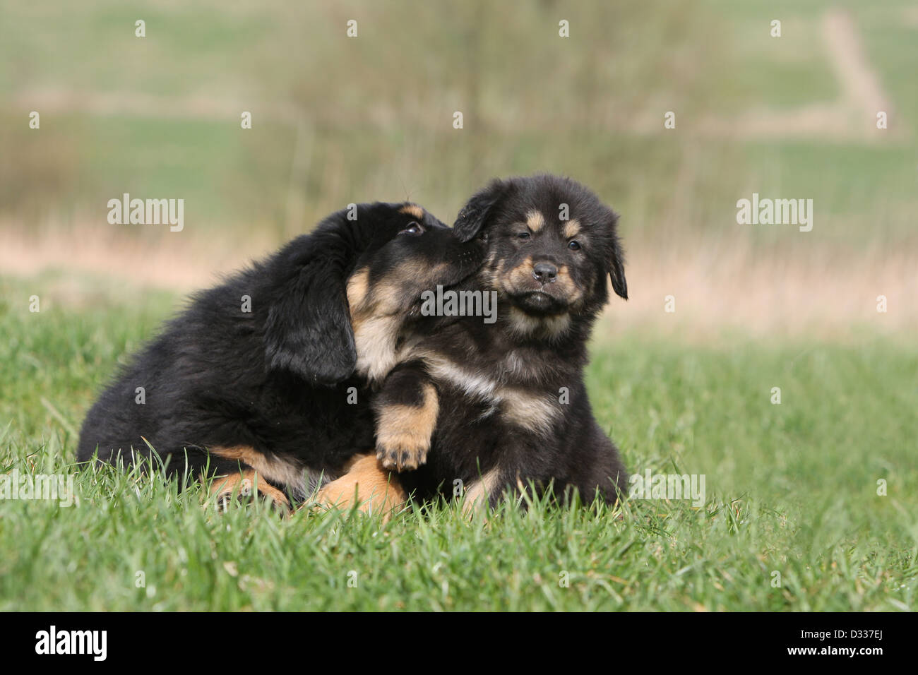 Are Tibetan Mastiffs Cuddly