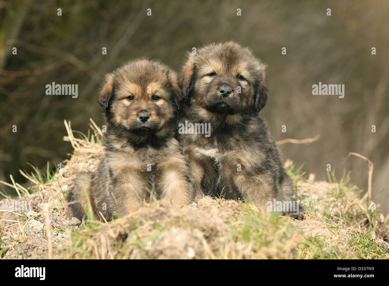 Dog Tibetan Mastiff / dokhyi / Tibetdogge two puppies sitting on the