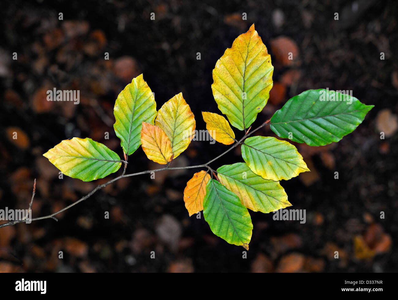 Autumn fall colour in broad-leaved woodlands in Scotland Stock Photo