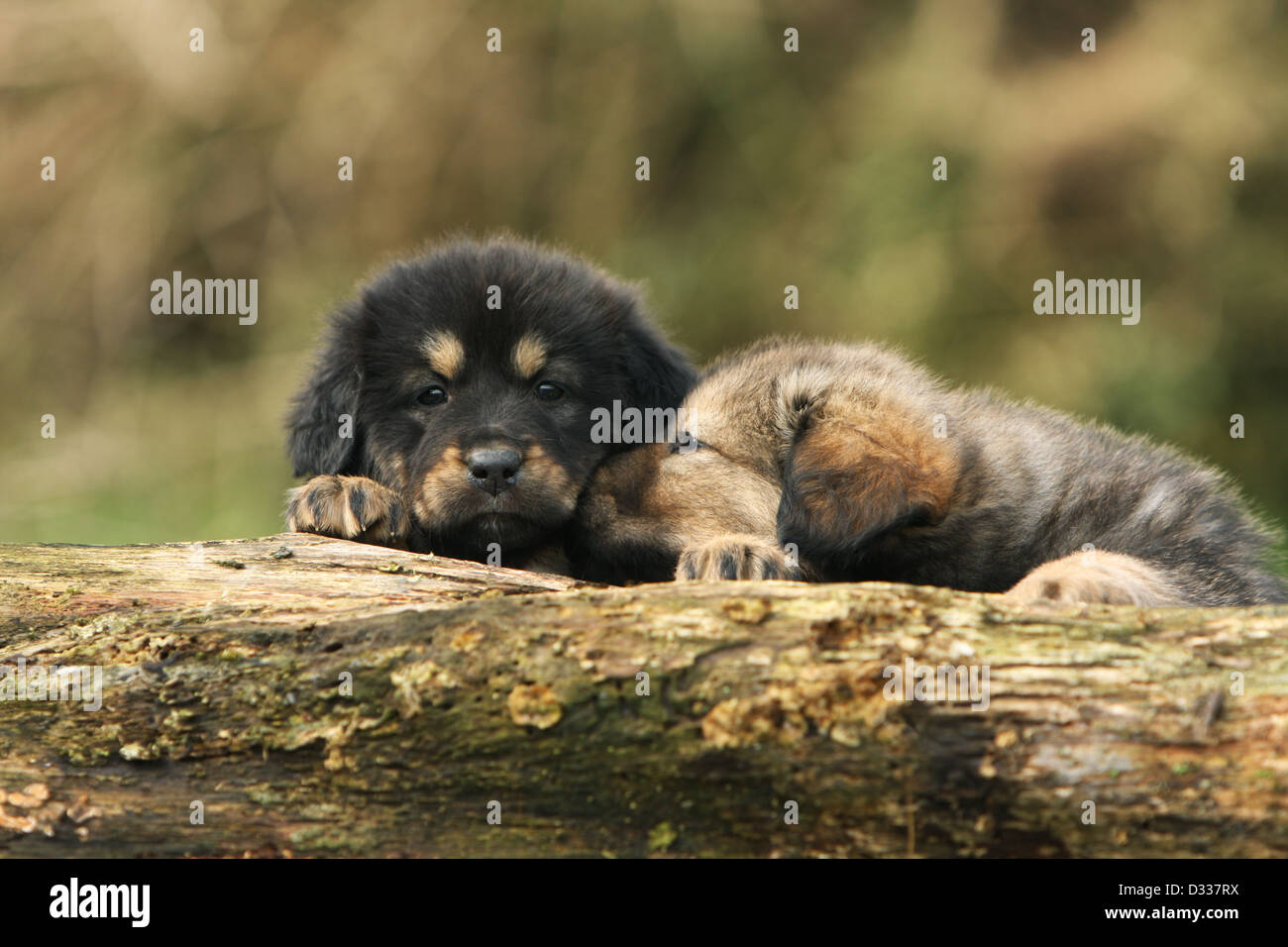 Dog Tibetan Mastiff / dokhyi / Tibetdogge two puppies different colors