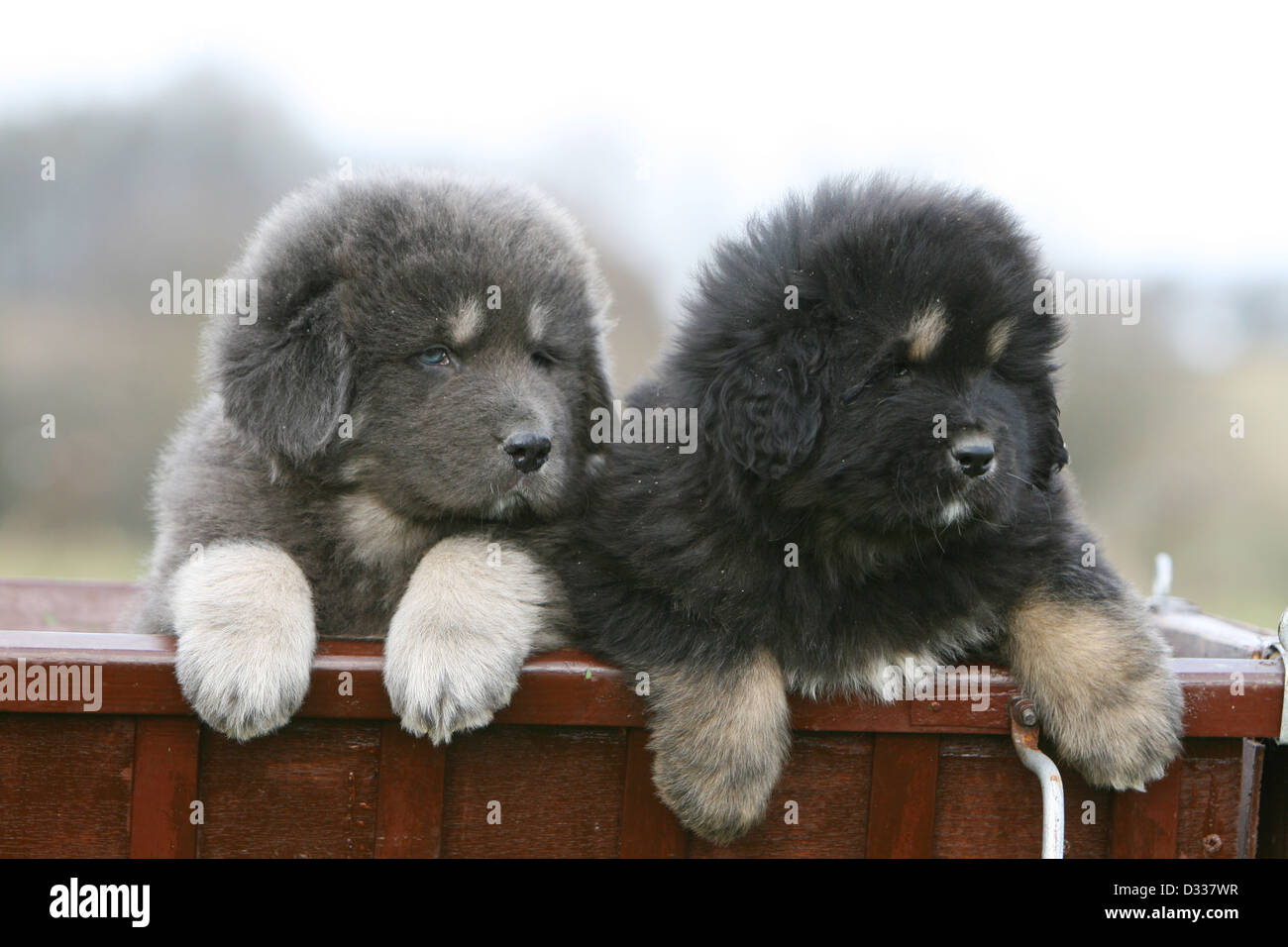 Dog Tibetan Mastiff / do-khyi / Tibetdogge two puppies different ...