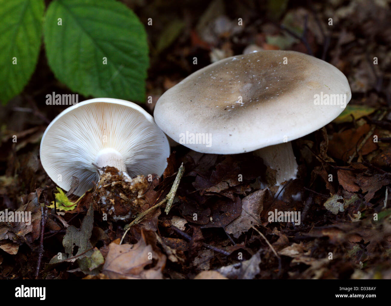 Clouded Agaric Fungus, Clitocybe nebularis, Tricholomataceae. Stock Photo