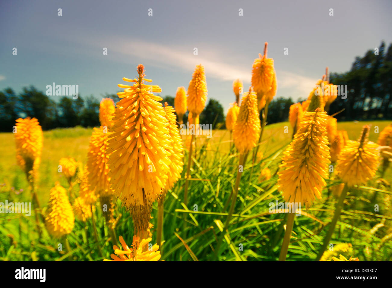 New zealand flowers hires stock photography and images Alamy