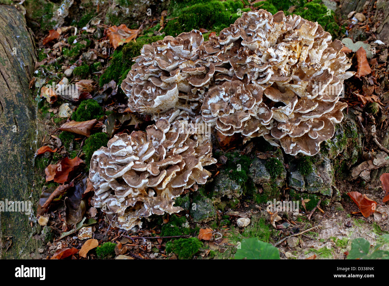 Hen of the Woods, Grifola frondosa, Meripilaceae (Coriolaceae). Aka Hen-of-the-Woods, Ram's Head and Sheep's Head and Signorina. Stock Photo
