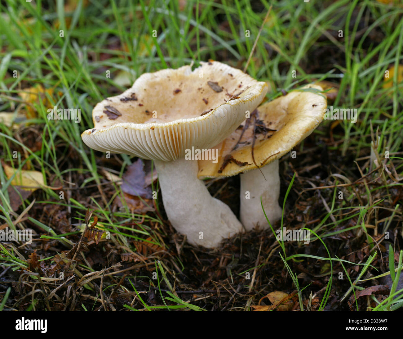 Ochre Brittlegill, Russula ochroleuca, Russulaceae Stock Photo Alamy