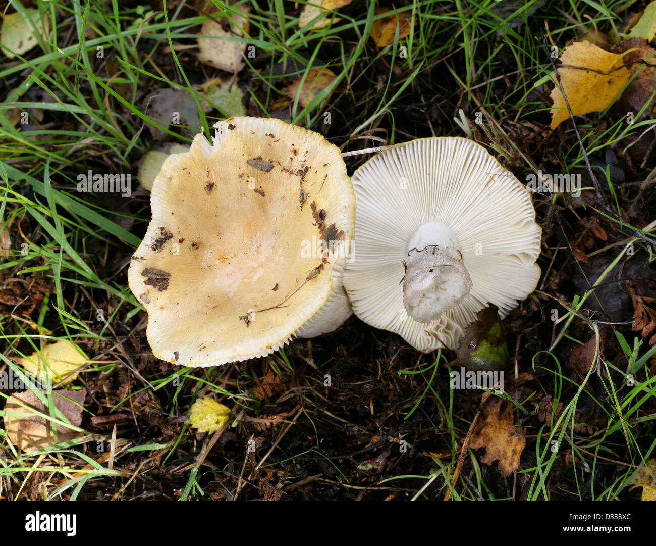 Ochre Brittlegill, Russula ochroleuca, Russulaceae Stock Photo Alamy