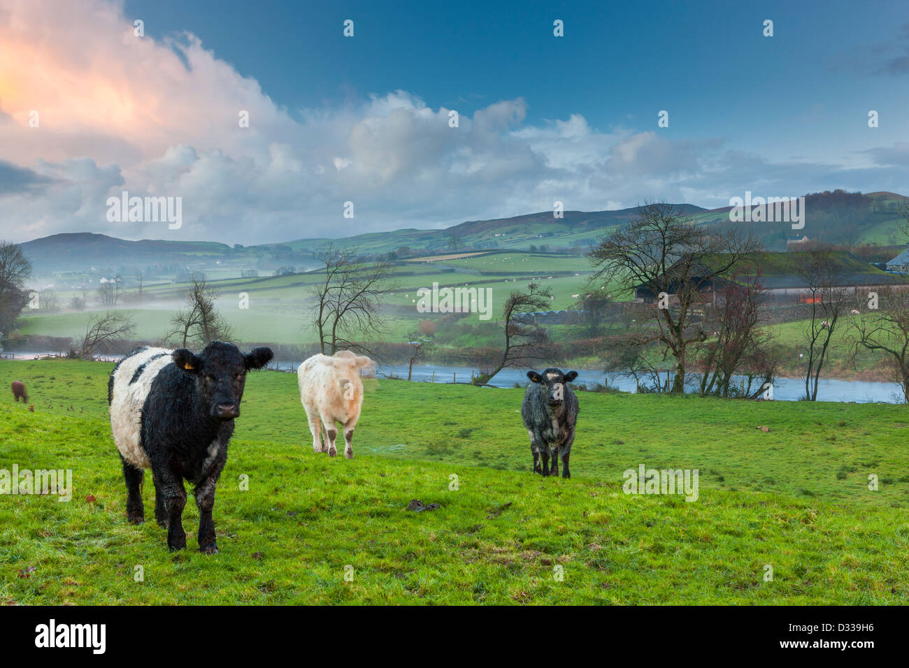 Cows in a field, Lake District National Park. Stock Photo