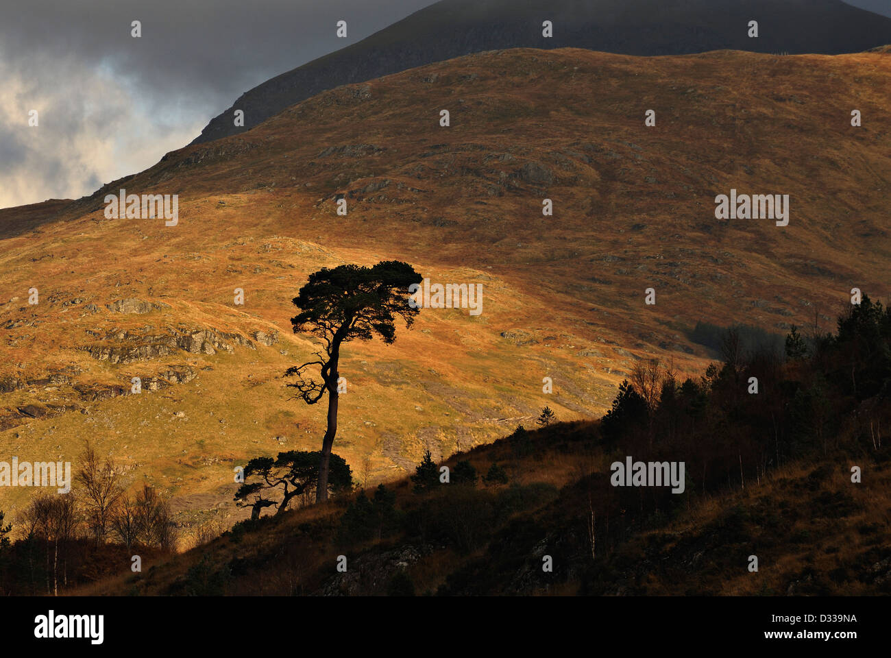 Pine trees silhouetted beneath hills of the Ben More Crianlarich range, Scottish Highlands Stock Photo