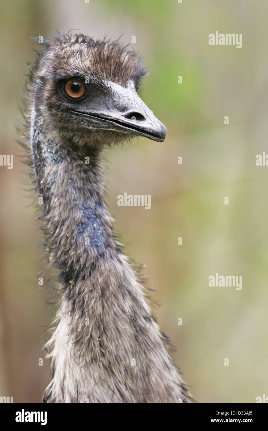 Head and neck portrait of an Emu ( Dromaius novaehollandiae Stock Photo ...