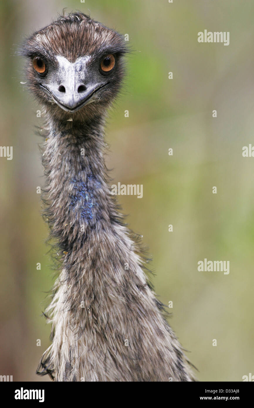 Head and neck portrait of an Emu ( Dromaius novaehollandiae ) Stock Photo