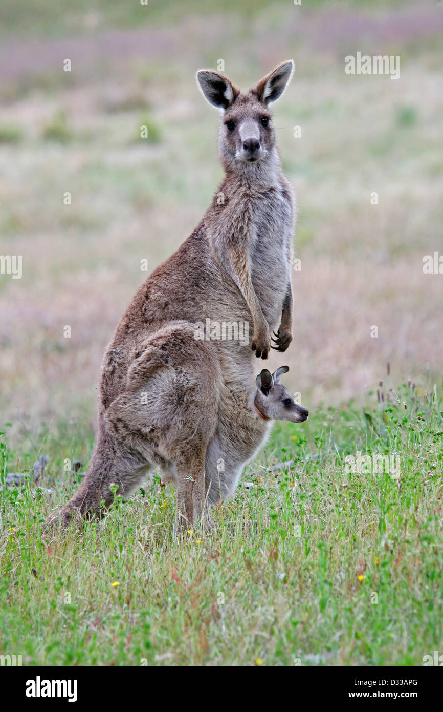 A mother eastern grey kangaroo (Macropus giganteus) with a joey / baby in her pouch. Stock Photo