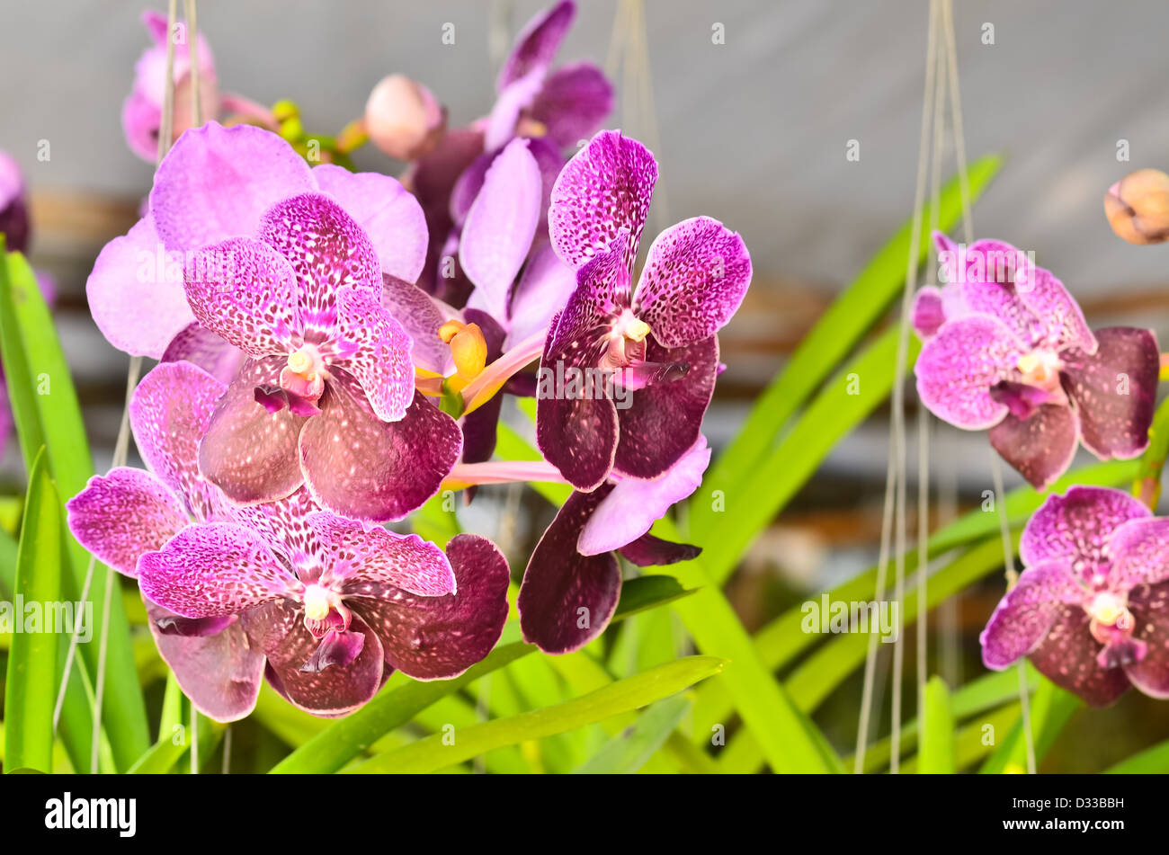 Natural hybrids hi-res stock photography and images - Alamy