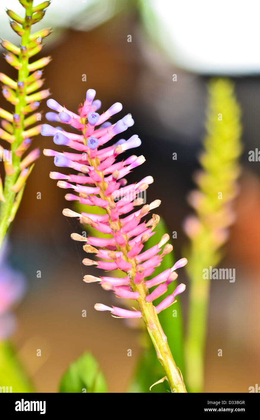 pink blue Aechmea apocalyptica gamesopela bromeliad flower Stock Photo