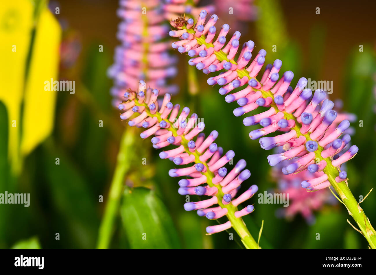 pink blue Aechmea Stock Photo